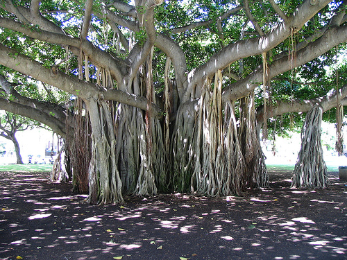  The Banyan "Taotaomona" Tree