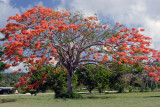 The Flame Tree