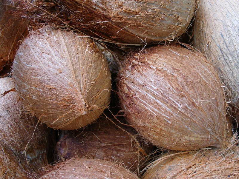 coconuts Coconuts