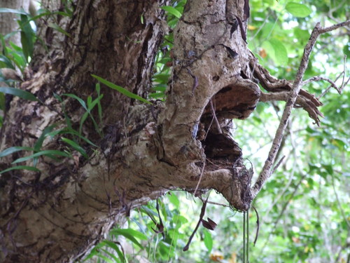 Photo courtesy of Iris Micronesia